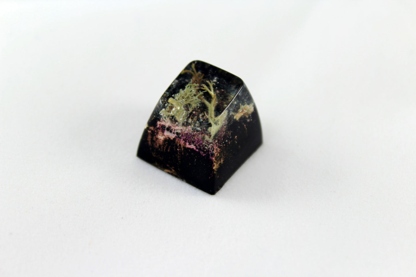 SA Row 1 - Deep Field - Lichen 1