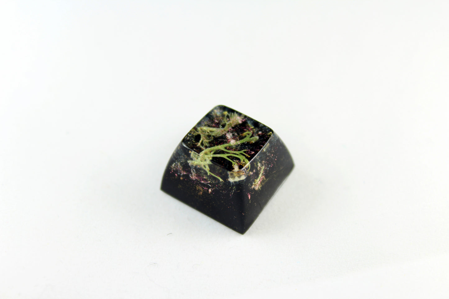 SA Row 4 - Deep Field - Lichen 1