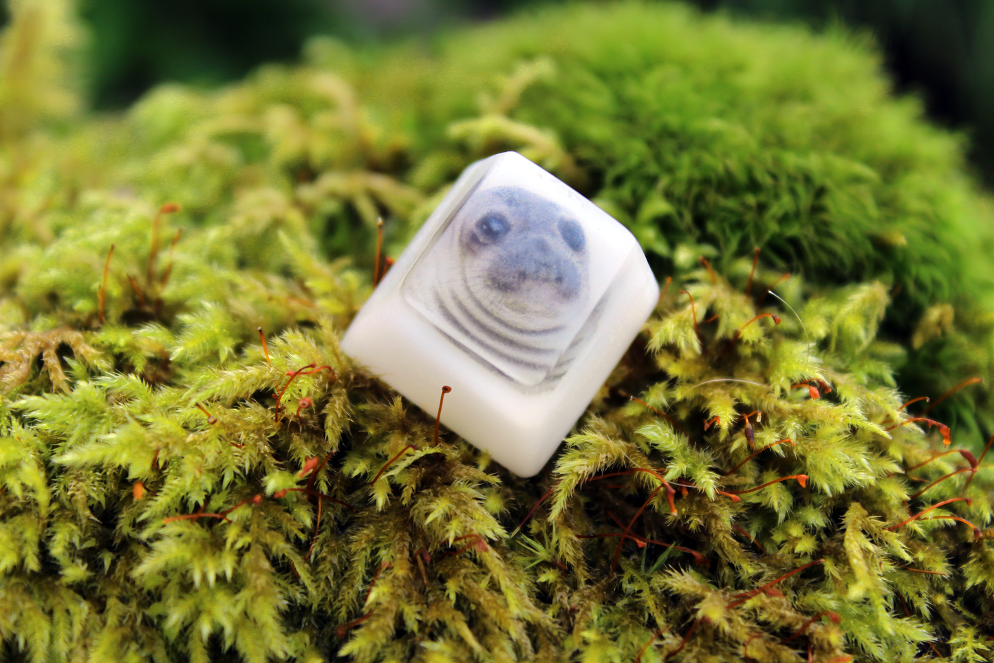 Chaos Caps 1.1 - Awkward Seal - PrimeCaps Keycap - Blank and Sculpted Artisan Keycaps for cherry MX mechanical keyboards