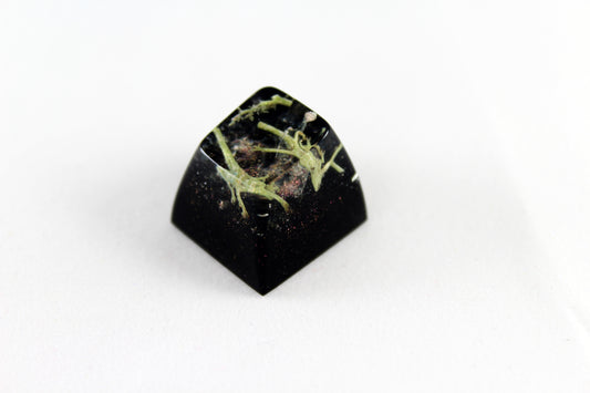 SA Row 1 - Deep Field - Lichen 2