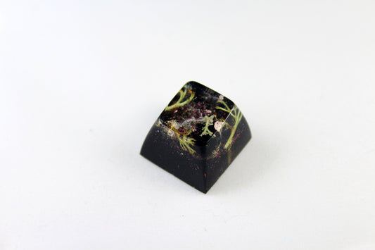 SA Row 2 - Deep Field - Lichen 3